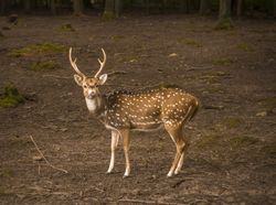 Spotted deer male profile image