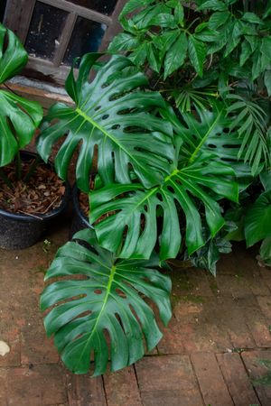 Green Leaf Monstera