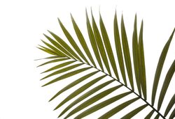 Beautiful tropical palm leaf on blank background