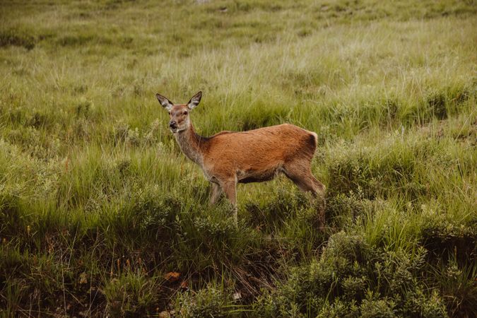 Wild deer in green grass
