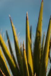 Close up of Mojave yucca leaves