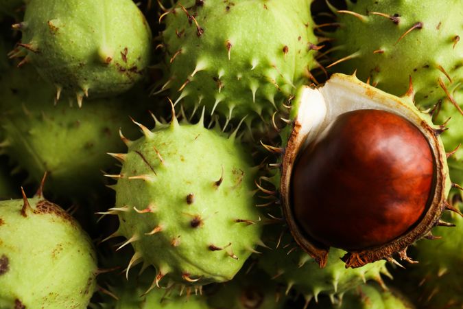 Fresh and ripe chestnuts, close up, Autumn chestnuts