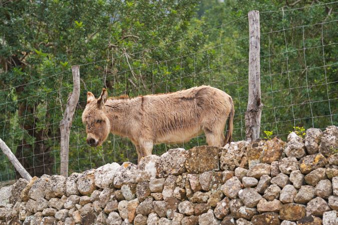 Donkey behind fence and stone wall in summer