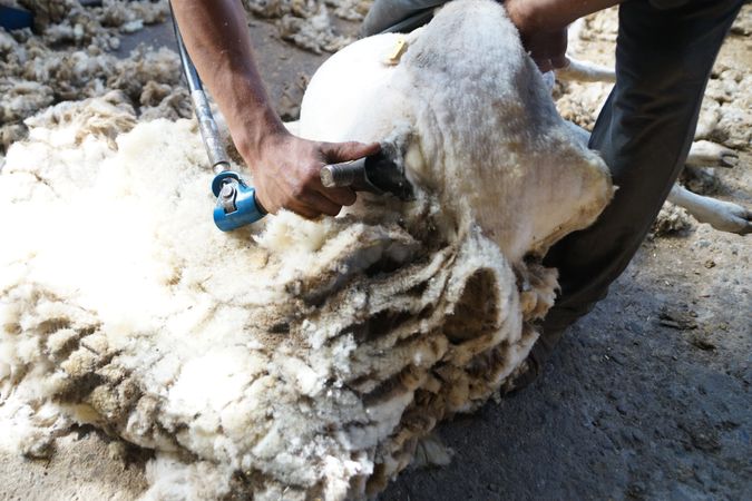 Crop man shearing sheep in barn