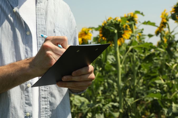 Man with clipboard in sunflower field. Agriculture business