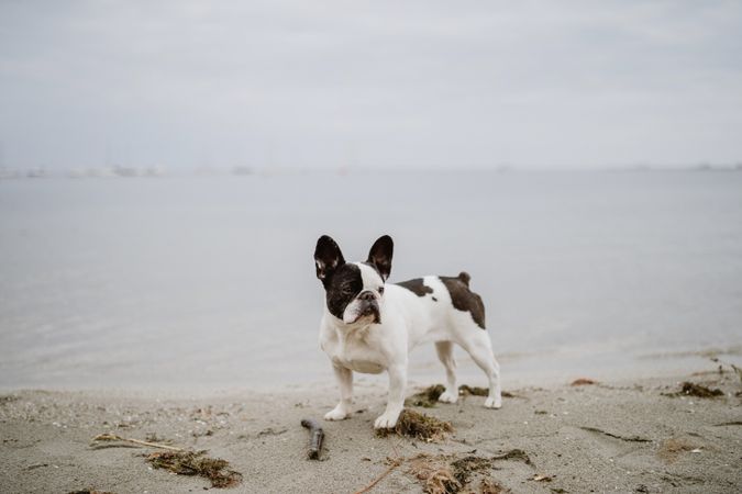 Cute dog near sea