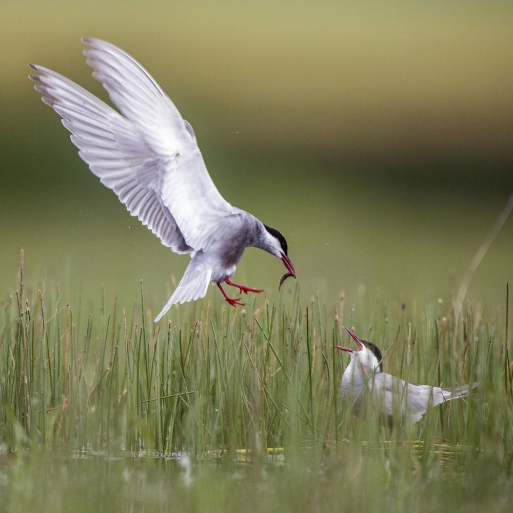 Wild bird with eating in beak on grass