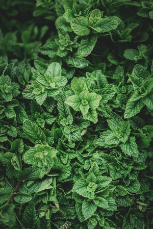 Leaves of mint bush in garden