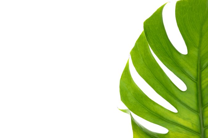 Green monstera leaf isolated on blank background