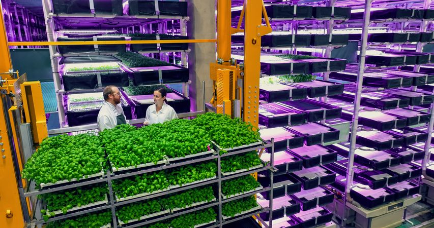 Modern Vertical Plant Farm Specialists Talking on a Cargo Elevator with Fresh Basil Crops. Female and Male Farmers Working Indoors.