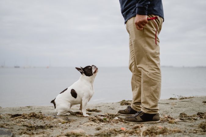 Crop man playing with dog on beach