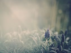 Pretty flower growing in garden