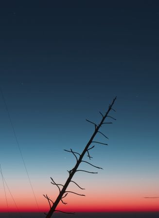 Inclined tree against sunset sky
