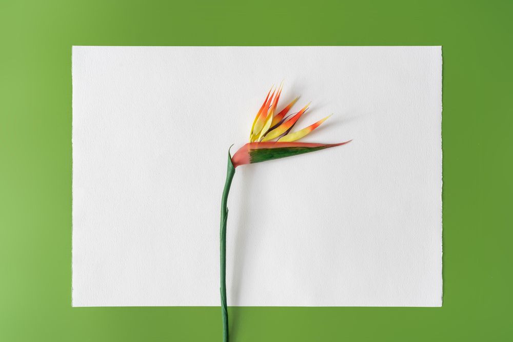 Bird of paradise flower on green background with light paper card
