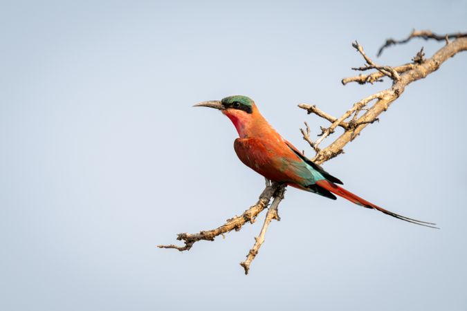 Southern carmine bee-eater in profile on branch