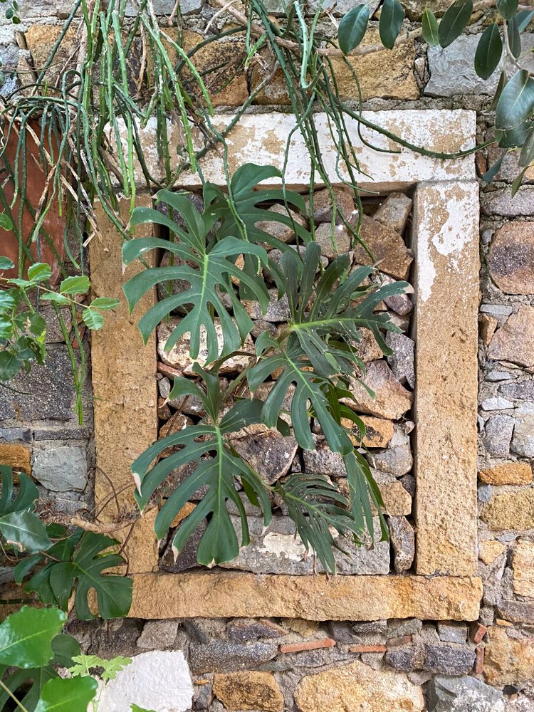 Overgrown walled off window