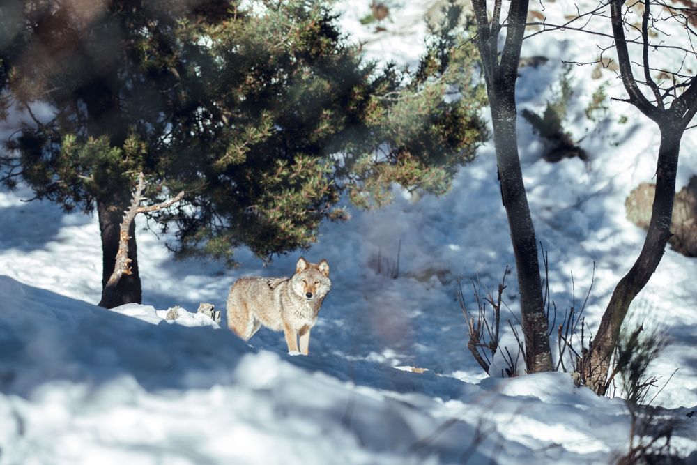 Wolf on hill near stones and snow