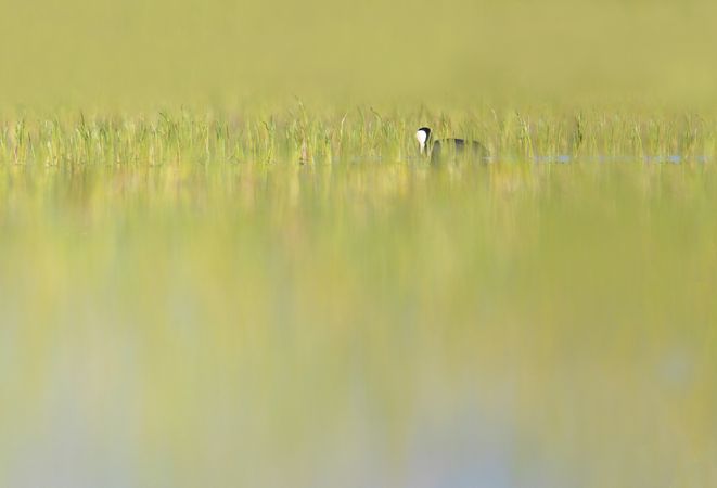 Wild coot bird swimming on water