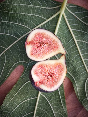 Ripe figs on green leaf