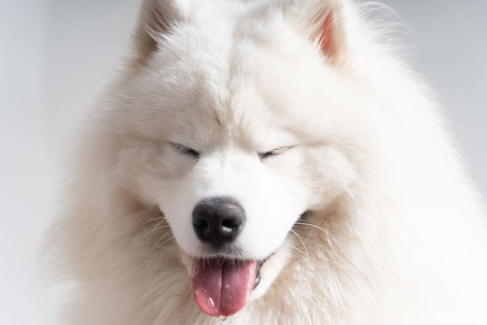 Cute samojeed in studio shoot with eyes closed