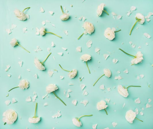 Pattern of light ranunculus flowers over light blue green background