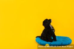 Cute poodle dog sitting on blue bed 4ZWa3b