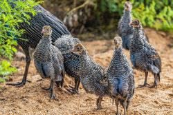 Vulturine Guinea fowl chicks, Samburu, Kenya