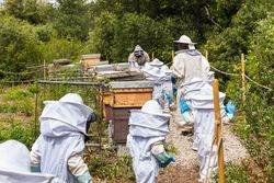 Children and beekeepers in apiary