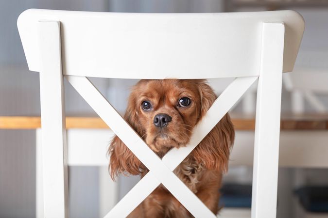 Cavalier spaniel puppy on chair