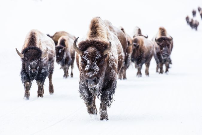 Heard of bison in the snow