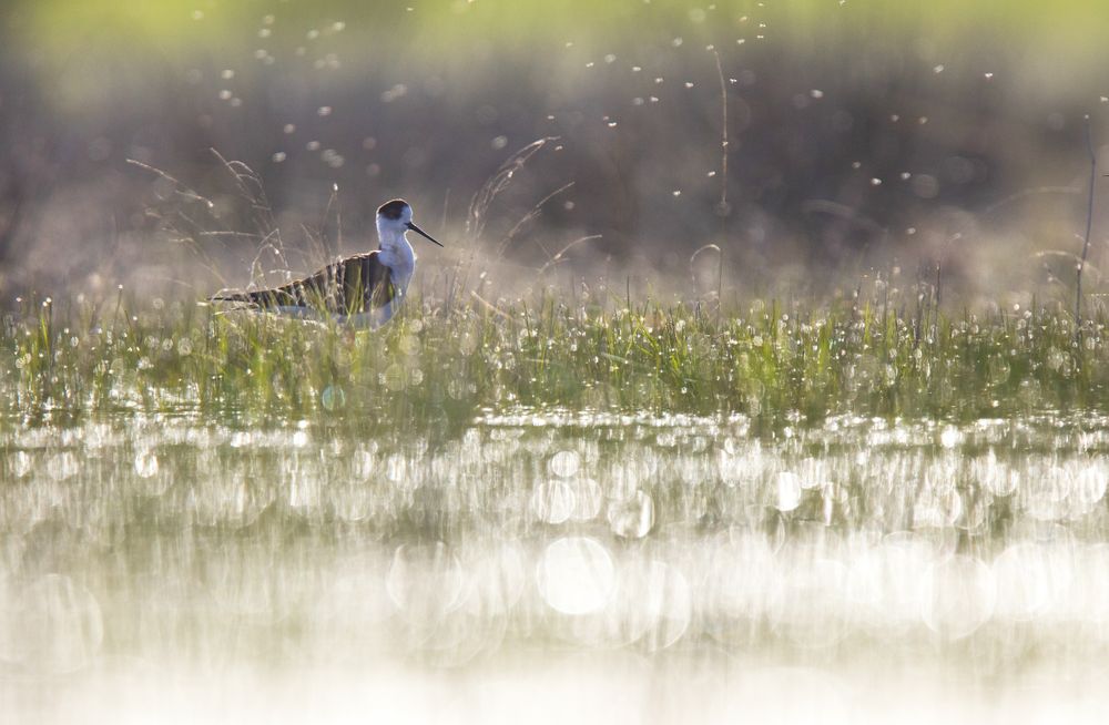 Wild bird walking on water