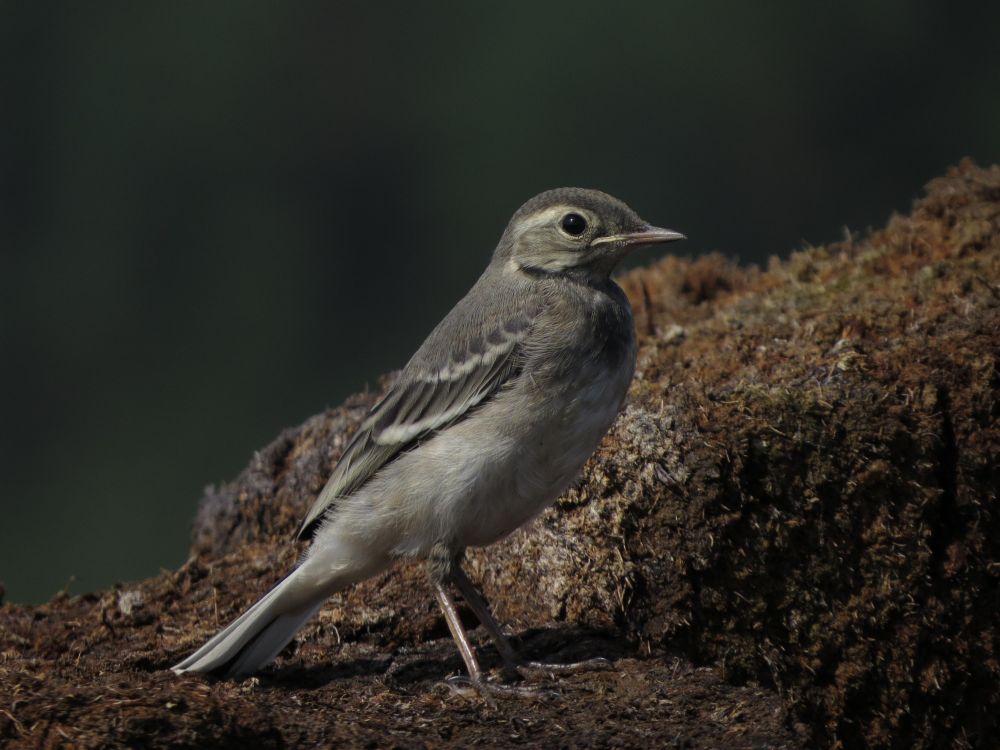 Shot of a bird outdoors in calm weather