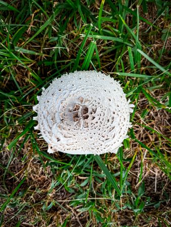 Leucoagaricus americanus overhead of mushroom cap