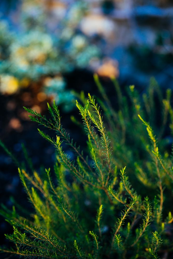 Close up of small evergreen plant