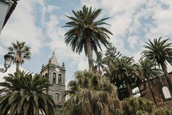 Tropical trees near high retro tower