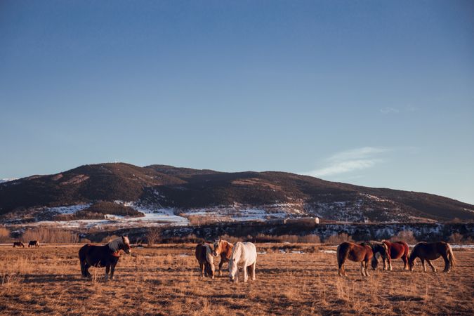 Wild horses pasturing on field near hills