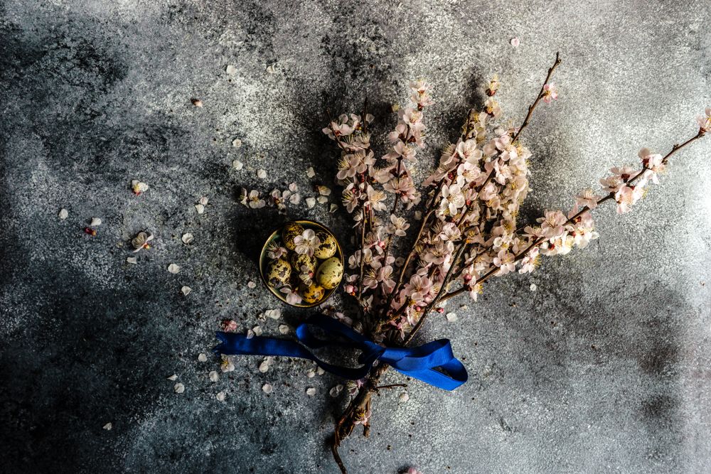 Top view of spring floral concept with apricot blossom with blue ribbon and bowl of speckled eggs on grey counter