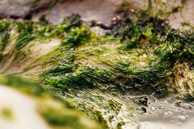 Wet algae on stone