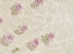 Light pink rose flowers in water