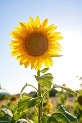 Blooming sunflower growing in field