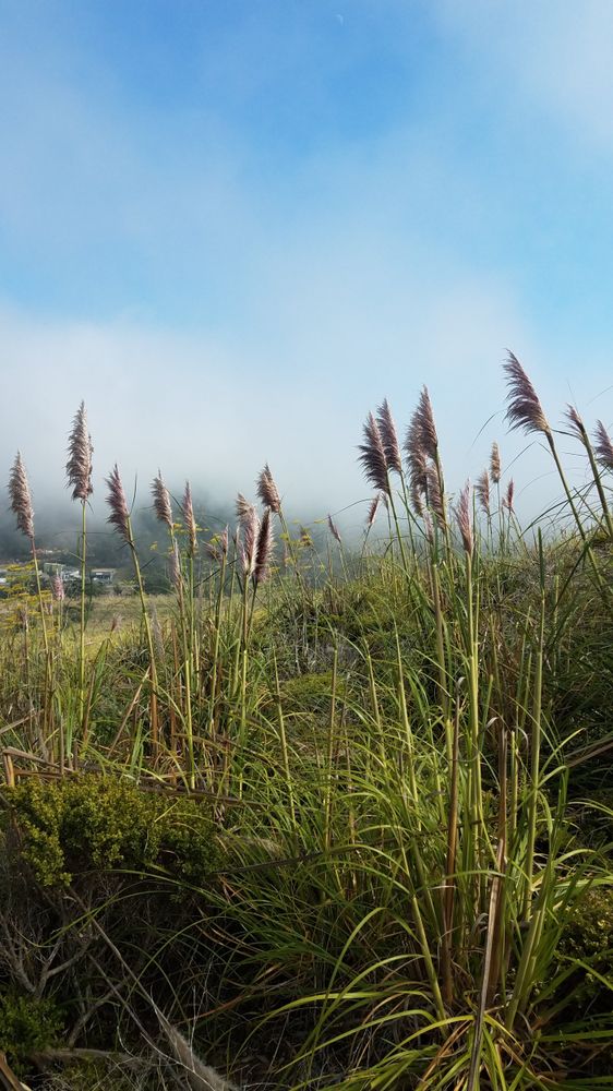 Pampasgrass with sky on coast