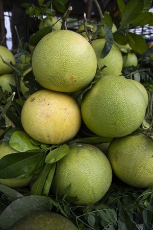 Fresh Fruits Green Pomelo (Citrus grandis) Displayed for sale in the Market of Bangladesh