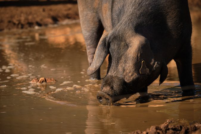 Pig drinking from dirty puddle