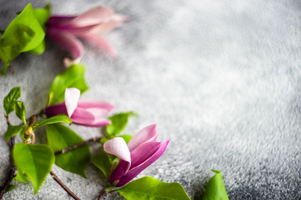 Close up of magnolia blooming creating a floral frame