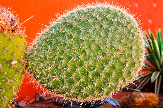 Close up of cactus growing against red wall