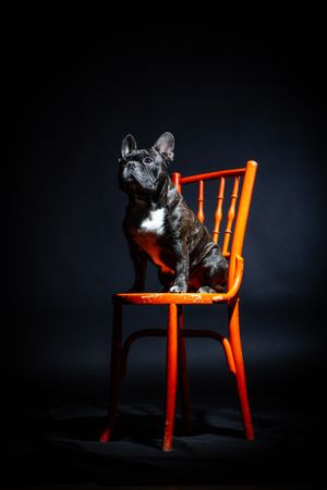 Old bulldog sitting on chair