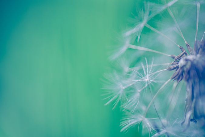 Close up of dandelion with copy space