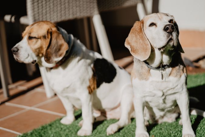 Cute beagles on lawn in yard