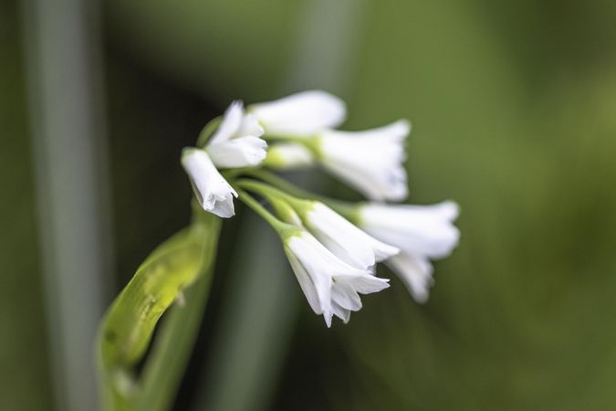 Snowdrop flowers growing outside with green backgronud