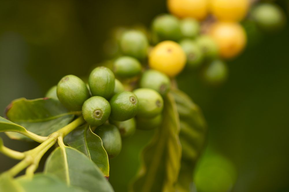 Coffee Beans on the Branch